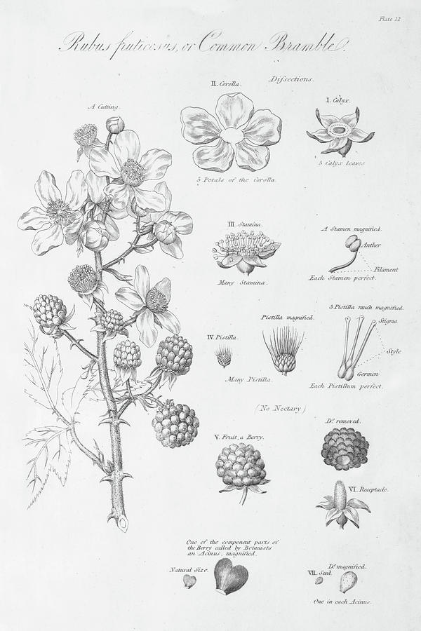 Raspberry Painting - Elements Of Botany I by Wild Apple Portfolio