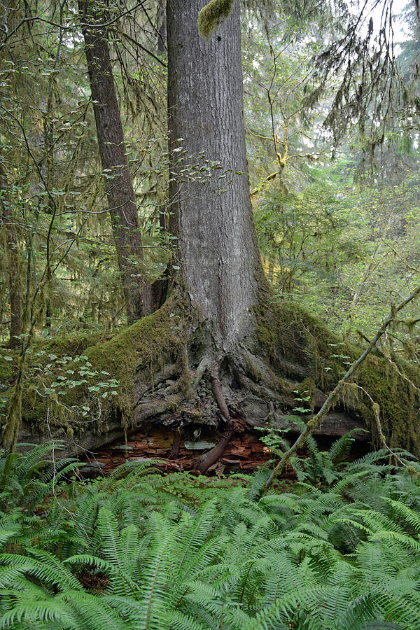 Elements of Green in Olympic National Park Photograph by Bruce Gourley