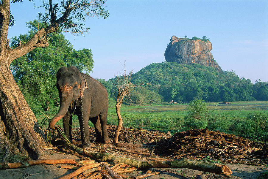 Animal Digital Art - Elephant & Rock Fortress, Sri Lanka by Orient