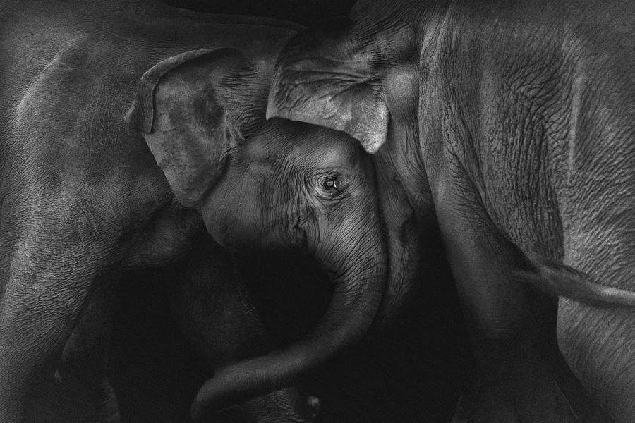 Elephant 2 Photograph by Claudio Ceriali
