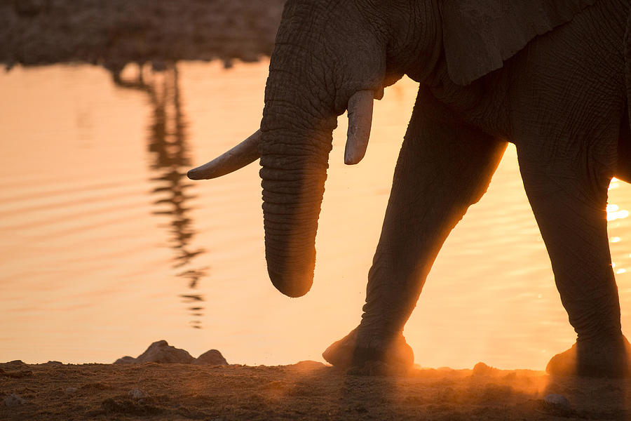 Elephant Photograph - Elephant Abstract Walking Through Sunset by Ben McRae