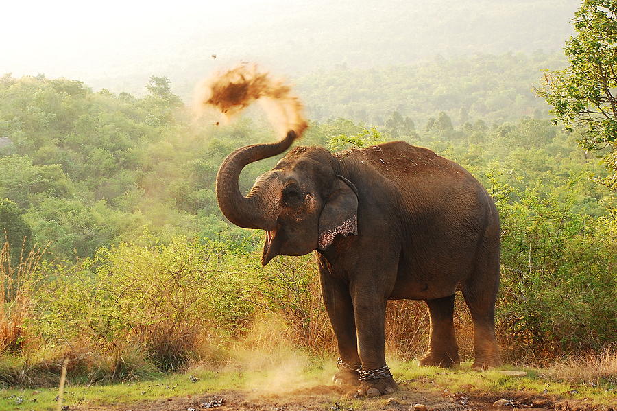 Elephant Photograph by Aditi Das Patnaik