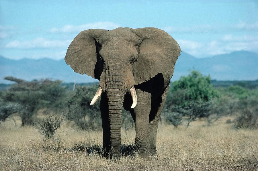 Elephant, Amboseli Natl Park, Kenya Digital Art by Willi Dolder