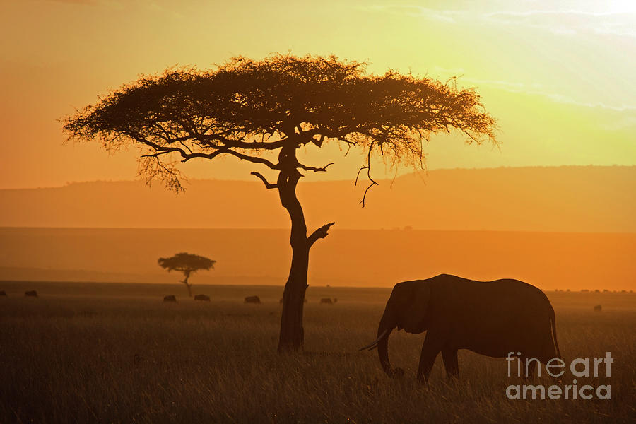 Elephant And Acacia Photograph by Wldavies