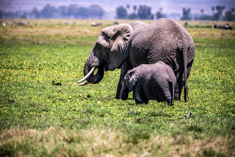 Elephant and Baby Photograph by Roni Chastain