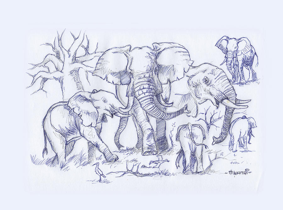 Elephant and Cattle Egrets Sketches Drawing by Anthony Mwangi