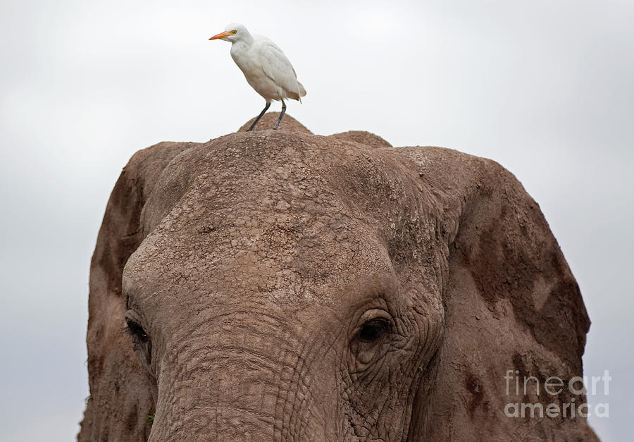Elephant And Great Egret Photograph by Wldavies
