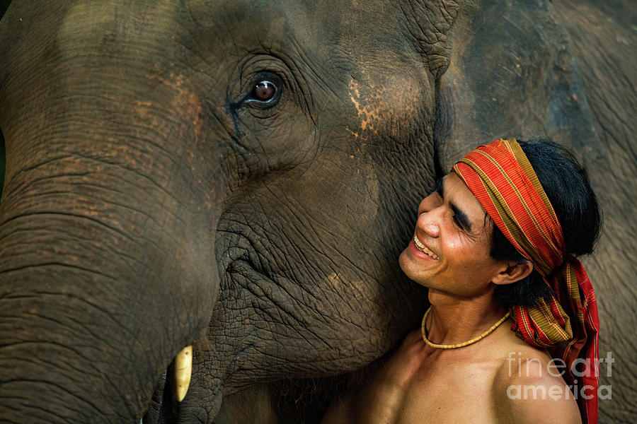 Elephant And Mahout Photograph by Sutiporn Somnam