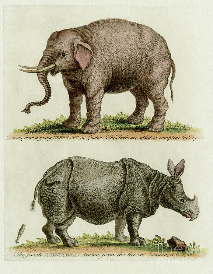 rhinoceros vs elephant