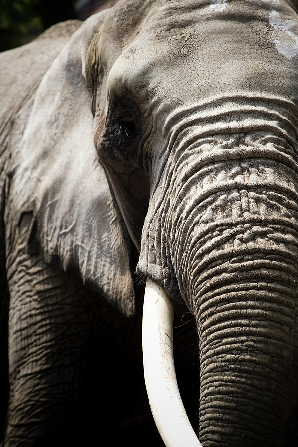 Elephant Photograph by Andreaskermann