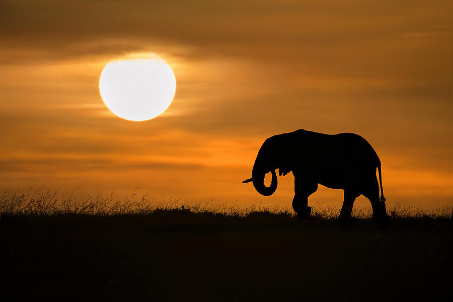 Wildlife Photograph - Elephant At Dawn by Xavier Ortega