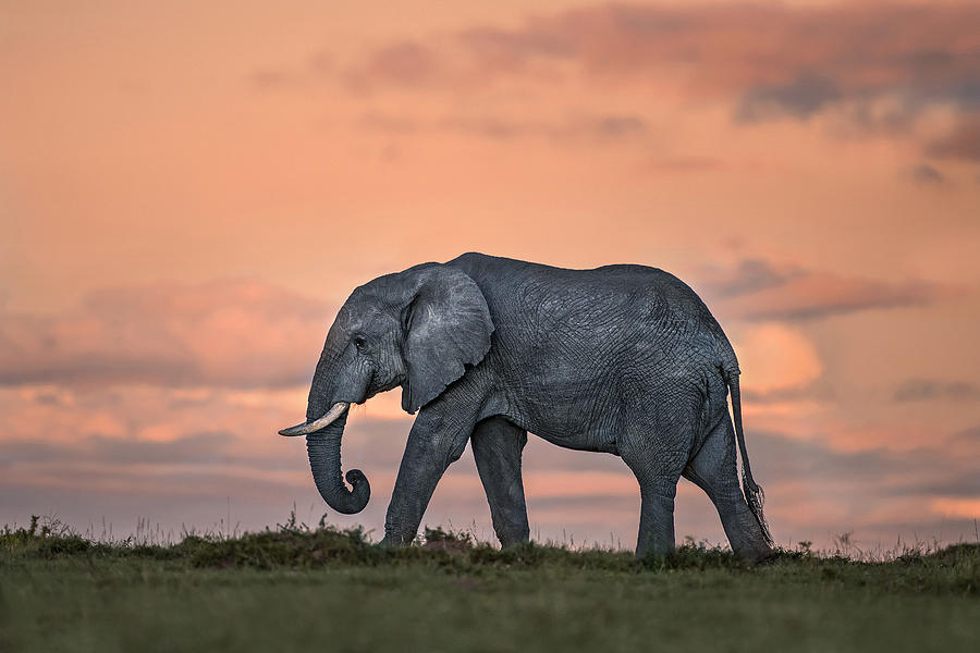 Elephant At Dusk Photograph by Xavier Ortega