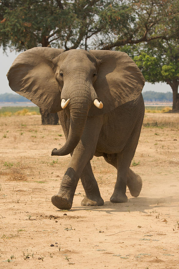 Elephant At Mana Pools Zimbabwe Digital Art By David Fettes Pixels