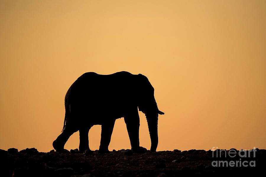 Elephant At Sunset In Etosha Photograph by Tony Camacho/science Photo ...