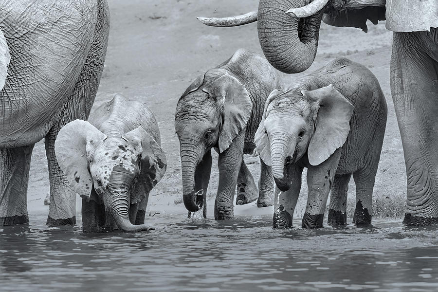 Elephant Babies Photograph by Jun Zuo
