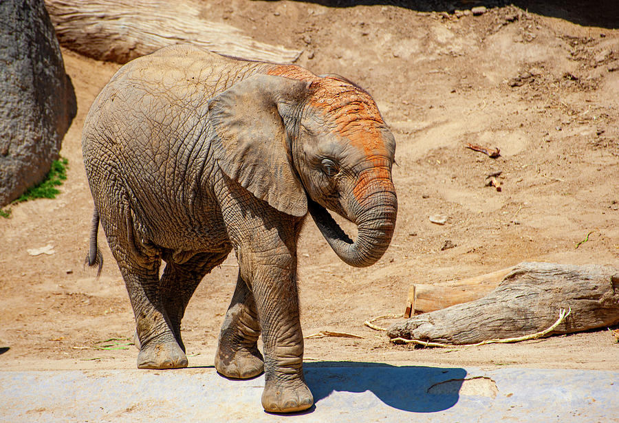 Elephant Baby Photograph by Anthony Jones
