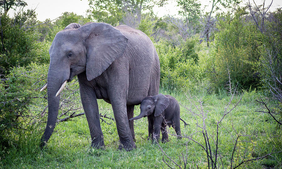 Elephant Baby Pic Photograph by Erich Krummer - Fine Art America