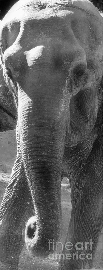 Elephant by Barbara Henry Elephant by Barbara Henry