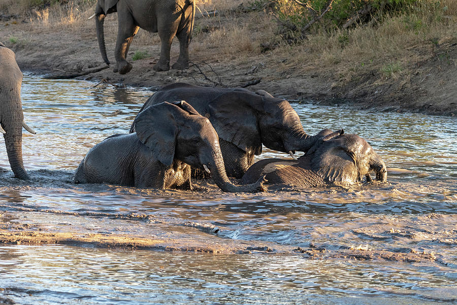 Elephant Bath Time Photograph by Mark Hunter