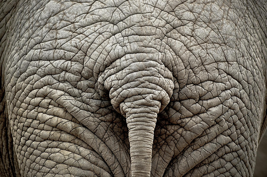 Elephant Photograph - Elephant But by Images By Luis Otavio Machado