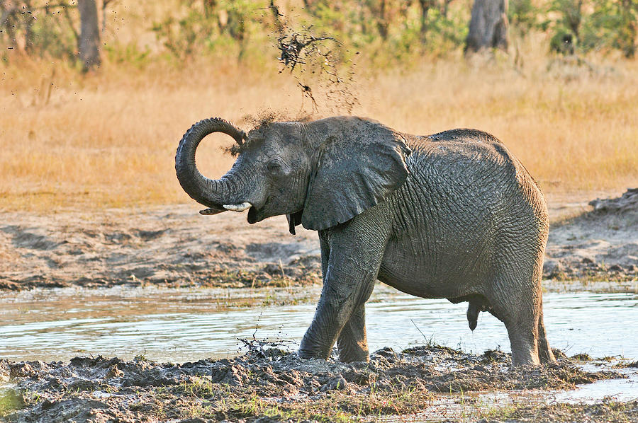 Elephant, Bwabwata Np, Caprivi, Namibia Digital Art by Heeb Photos