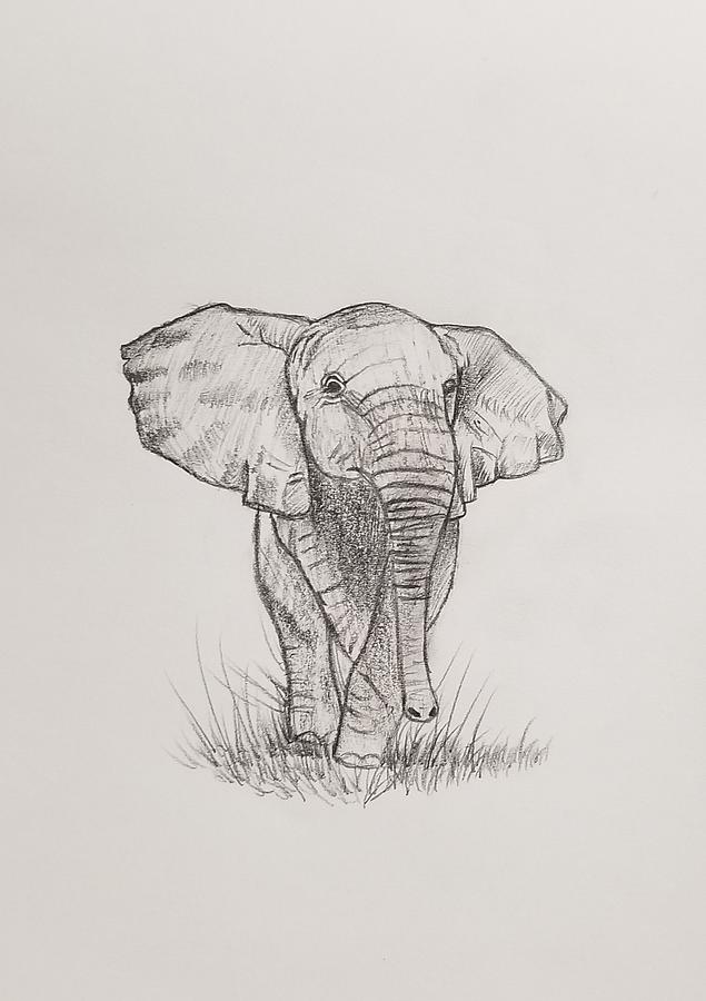 Elephant calf Drawing by Paige Lindner - Pixels