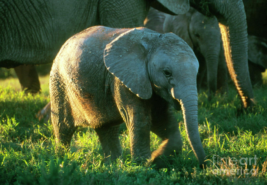 Elephant Calf Photograph by Peter Chadwick/science Photo Library Pixels