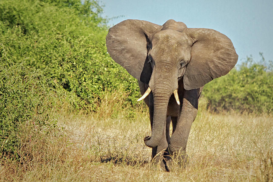 Elephant, Chobe National Park, Botswana Photograph by Simon Phelps Photography