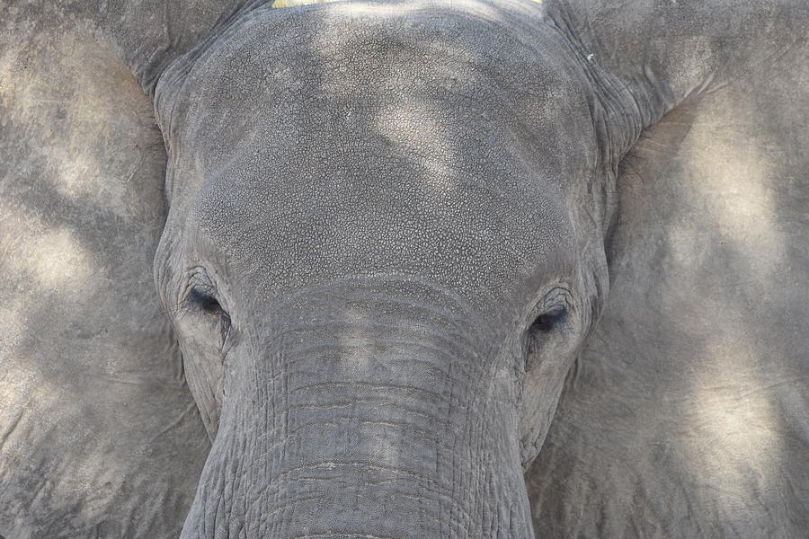 Elephant Closeup Photograph by Ben Foster
