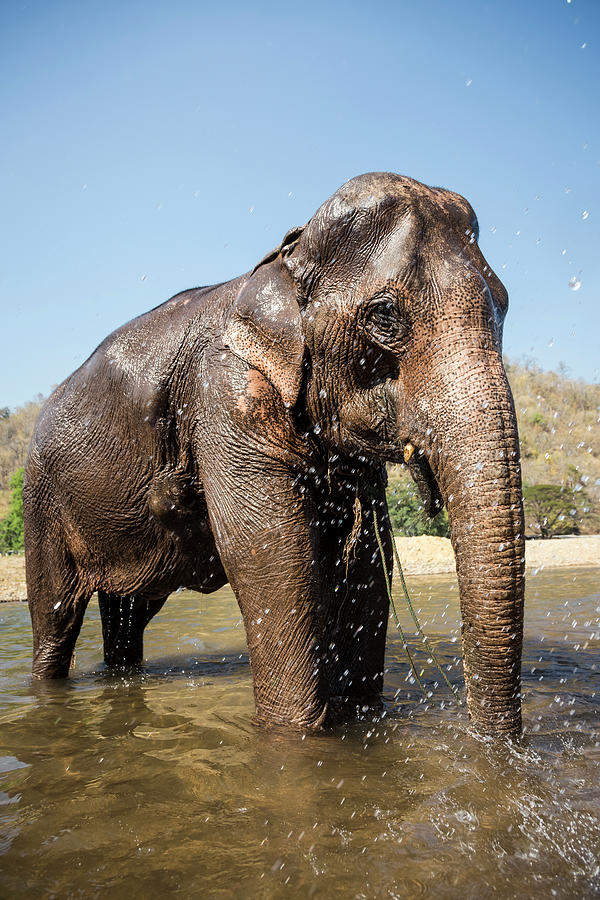 Wildlife Digital Art - Elephant Cooling Off In River At Animal Sanctuary, Chiang Mai, Thailand by Mauro Grigollo