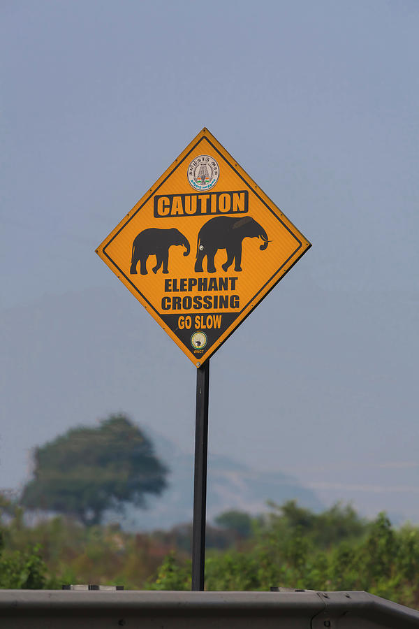 Elephant crossing Photograph by Maria Heyens