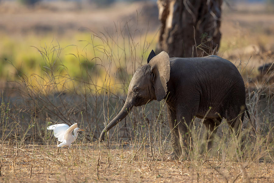 Egret Photograph - Elephant Cub Vs Egret by Alessandro Catta