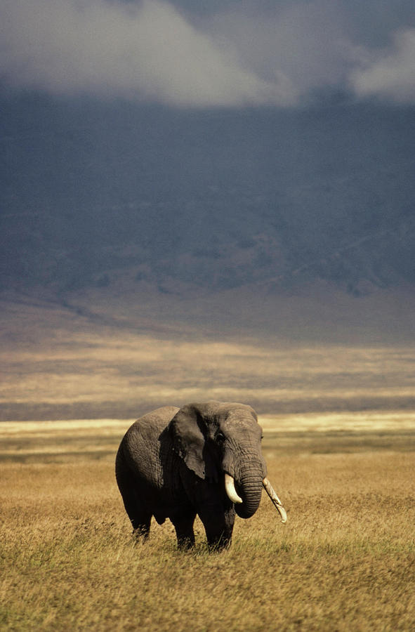 Elephant Photograph by David L Moore