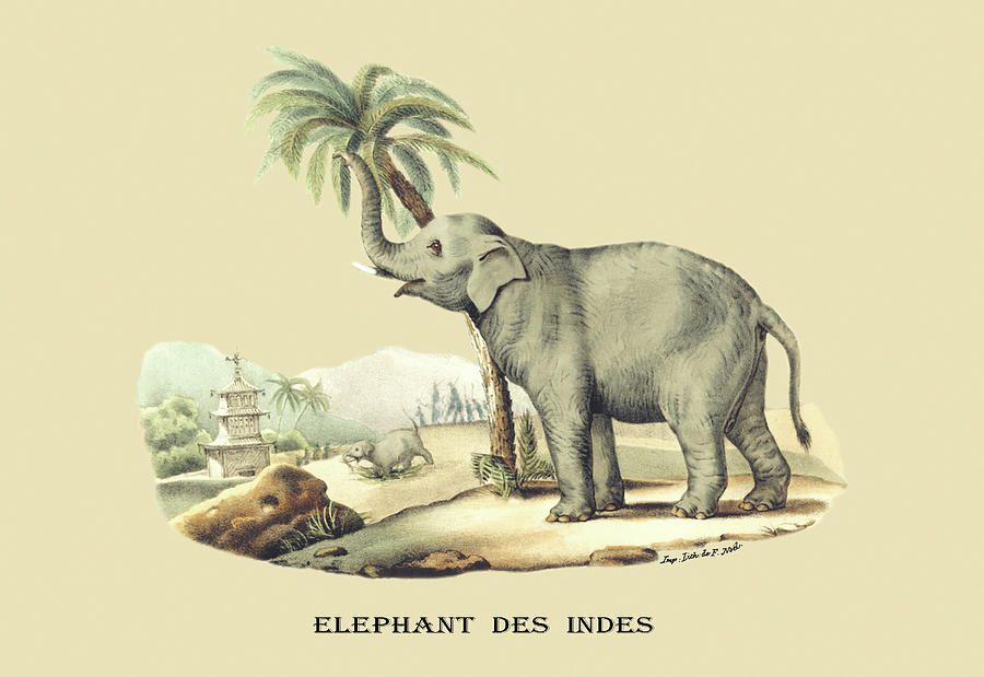 Elephant Painting - Elephant dInde by E. F. Noel