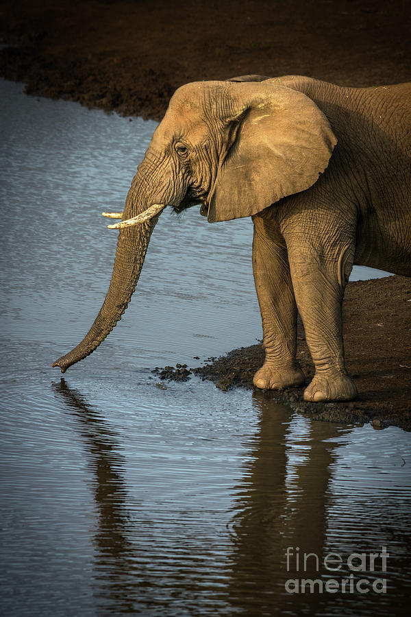 Elephant Drinking From A Water Hole. Photograph