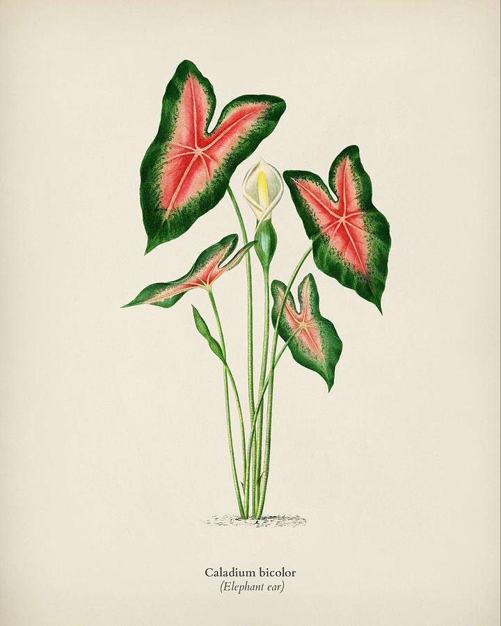 Summer Painting - Elephant ear  Caladium bicolor  illustrated by Charles Dessalines D  Orbigny  1806-1876 4 by Celestial Images