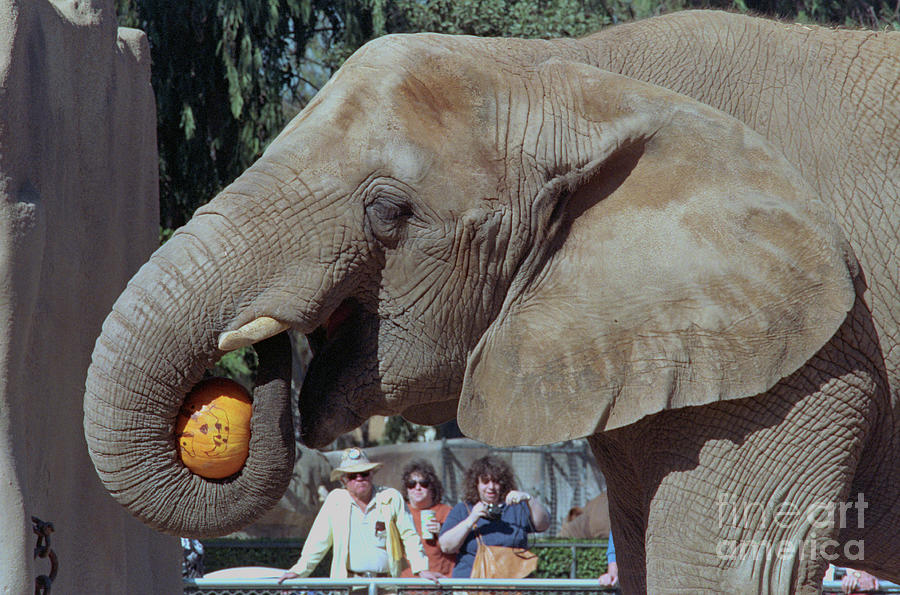 Elephant Eating Pumpkin Photograph by Bettmann