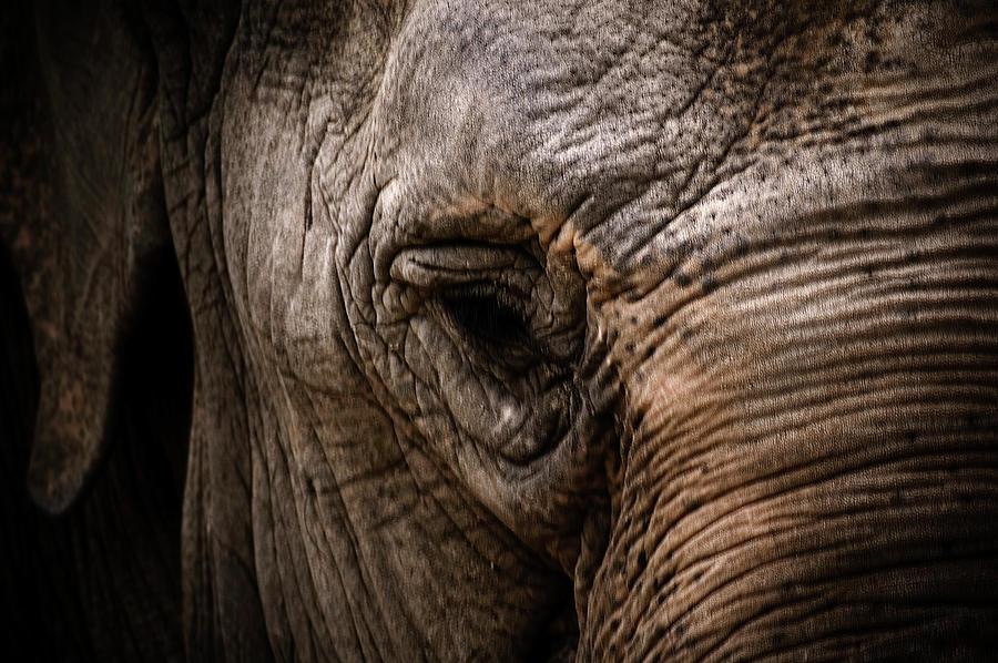Elephant Eye Photograph by © Jos Mecklenfeld