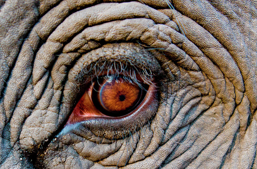 Elephant Eye, Bandhavgarh National Photograph by Mint Images/ Art Wolfe