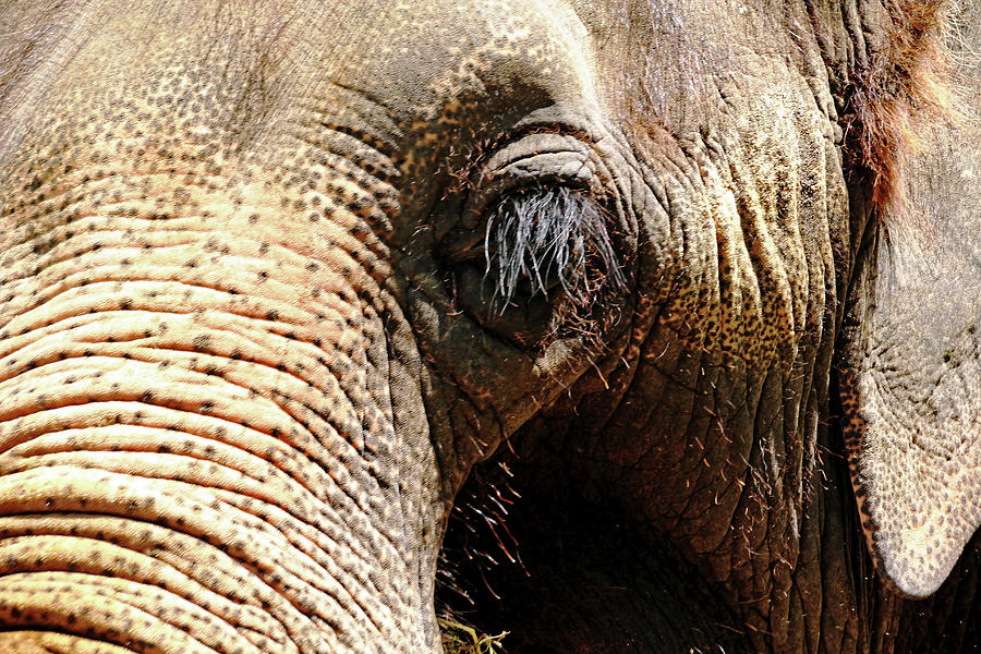 Elephant Eye Photograph by Debbie Oppermann