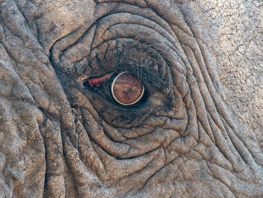 Elephant Eye Photograph by Mark Hunter