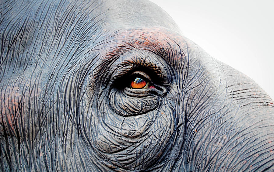 Elephant Eye Photograph by Selvin