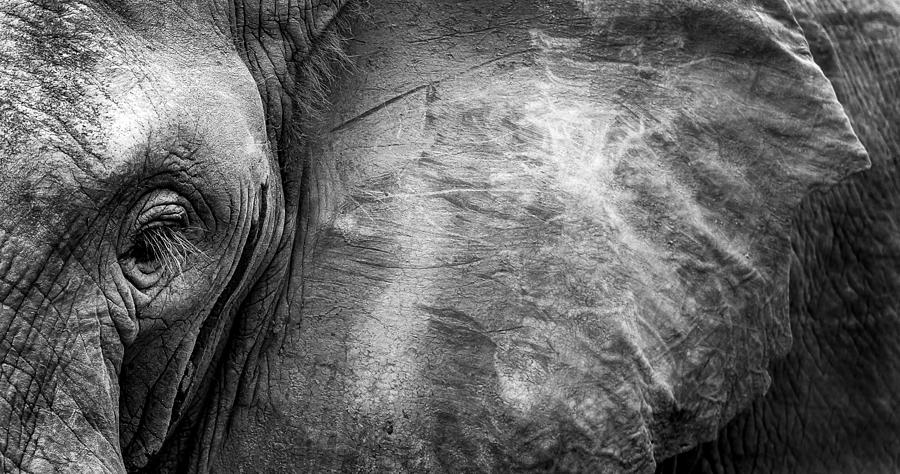 Elephant Face Photograph by Wildphotoart