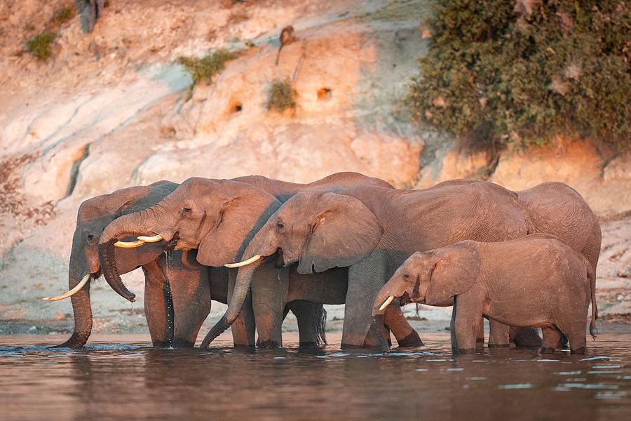 Animal Photograph - Elephant Family Drinking At The Edge by Stu Porter