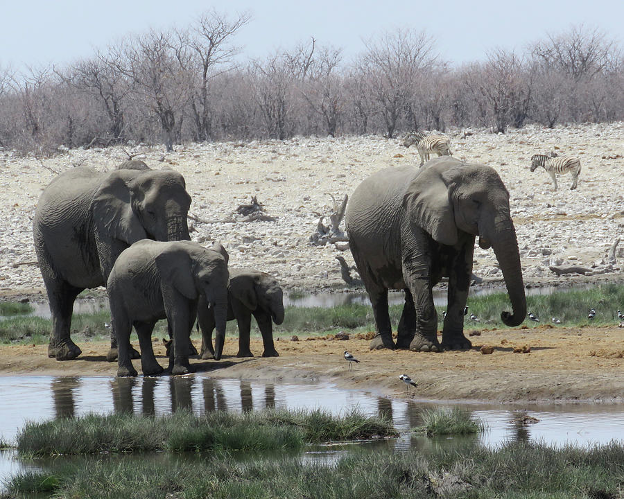 Elephant Family Photograph by Eric Pengelly