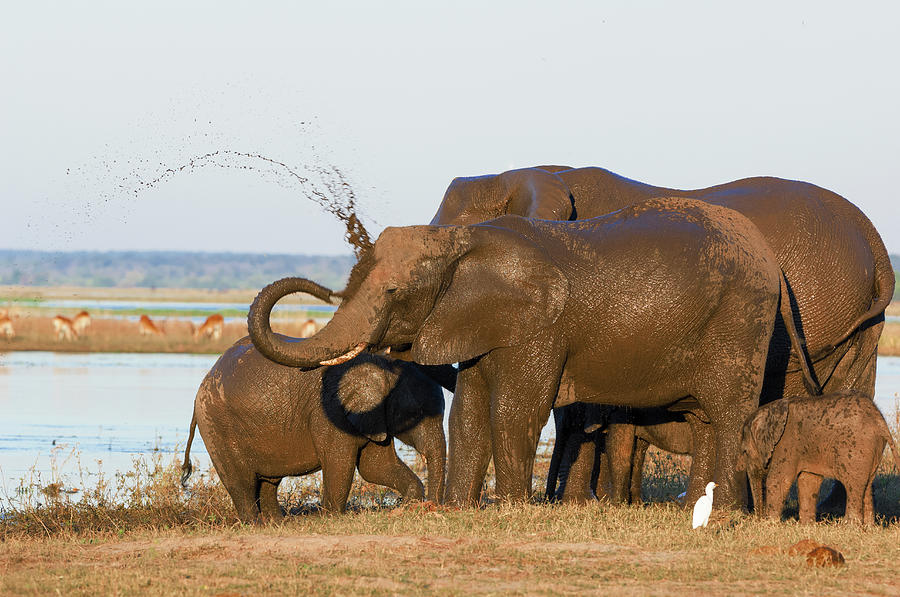 Elephant Family Photograph by Franz Aberham