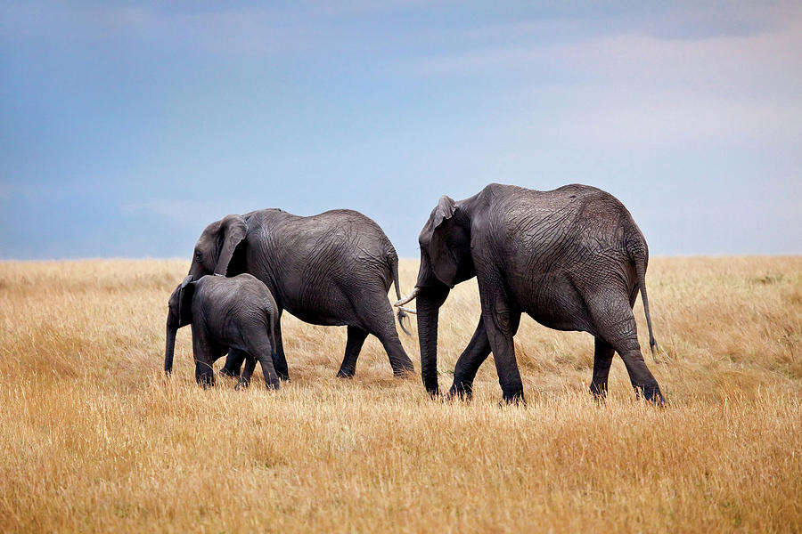 Elephant Family In Kenya Africa Photograph by Photos By Steve Horsley