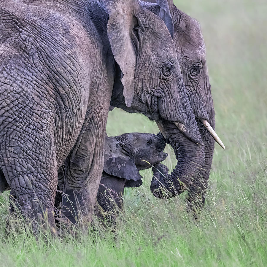 Wildlife Photograph - Elephant Family by Jun Zuo