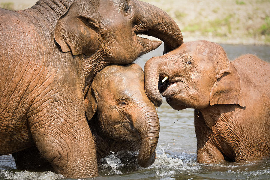 Elephant Family Photograph by Nicole Young