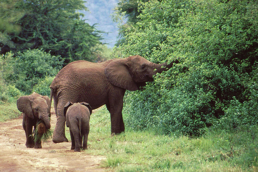 Elephant Family Photograph by Rolf Bach